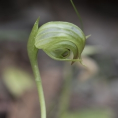 Pterostylis nutans at Downer, ACT - suppressed