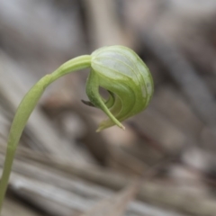 Pterostylis nutans at Downer, ACT - 13 Sep 2020