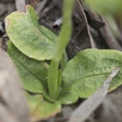 Pterostylis nutans at Downer, ACT - 13 Sep 2020