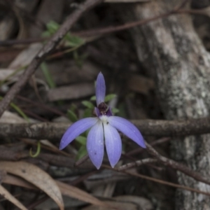 Cyanicula caerulea at Downer, ACT - suppressed