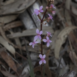 Stylidium graminifolium at Downer, ACT - 13 Sep 2020