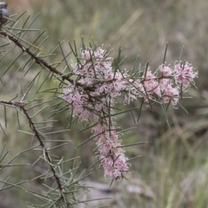 Hakea decurrens subsp. decurrens at Bruce, ACT - 13 Sep 2020