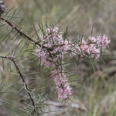 Hakea decurrens subsp. decurrens (Bushy Needlewood) at Bruce, ACT - 13 Sep 2020 by AlisonMilton