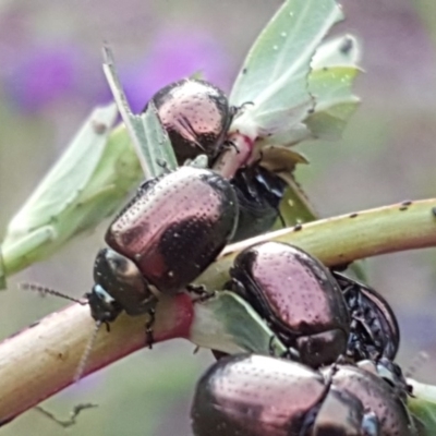 Chrysolina quadrigemina (Greater St Johns Wort beetle) at O'Malley, ACT - 5 Oct 2020 by Mike