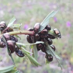 Chrysolina quadrigemina at O'Malley, ACT - 5 Oct 2020