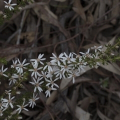 Olearia microphylla (Olearia) at Bruce, ACT - 13 Sep 2020 by AlisonMilton