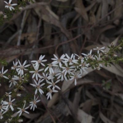 Olearia microphylla (Olearia) at Bruce, ACT - 13 Sep 2020 by AlisonMilton