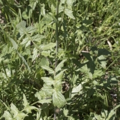 Sisymbrium orientale at Holt, ACT - 29 Sep 2020