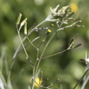 Senecio quadridentatus at Holt, ACT - 29 Sep 2020