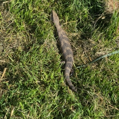 Tiliqua scincoides scincoides (Eastern Blue-tongue) at Hughes, ACT - 5 Oct 2020 by KL