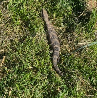 Tiliqua scincoides scincoides (Eastern Blue-tongue) at Hughes, ACT - 4 Oct 2020 by KL