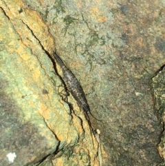 Meinertellidae (family) (Rock Bristletail, Jumping Bristletail) at Budderoo, NSW - 5 Oct 2020 by WattaWanderer