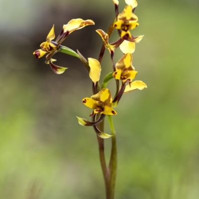 Diuris pardina (Leopard Doubletail) at Penrose, NSW - 29 Sep 2020 by Aussiegall