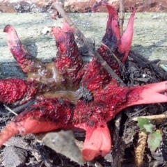 Aseroe rubra (Anemone Stinkhorn) at Bawley Point, NSW - 4 Oct 2020 by GLemann