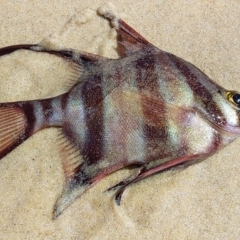 Enoplosus armatus (Old Wife) at Bawley Point, NSW - 4 Oct 2020 by GLemann