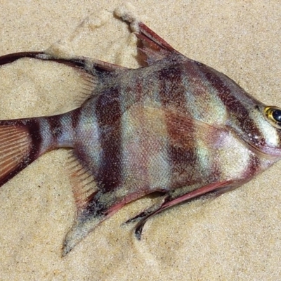 Enoplosus armatus (Old Wife) at Bawley Point, NSW - 4 Oct 2020 by GLemann