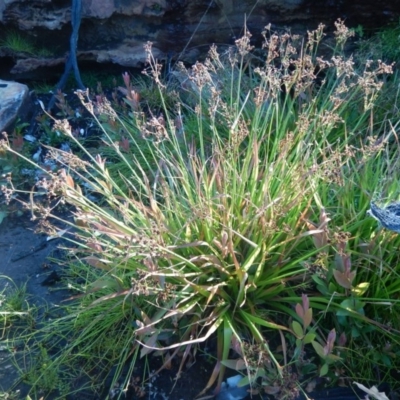 Juncus (genus) (A Rush) at Meroo National Park - 2 Oct 2020 by GLemann