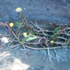 Cotula coronopifolia (Water Buttons) at Bawley Point, NSW - 2 Oct 2020 by GLemann