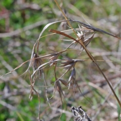 Themeda triandra (Kangaroo Grass) at O'Connor, ACT - 2 Oct 2020 by ConBoekel