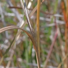 Themeda triandra at O'Connor, ACT - 3 Oct 2020 09:15 AM