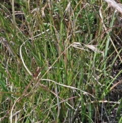 Themeda triandra at O'Connor, ACT - 3 Oct 2020 09:15 AM