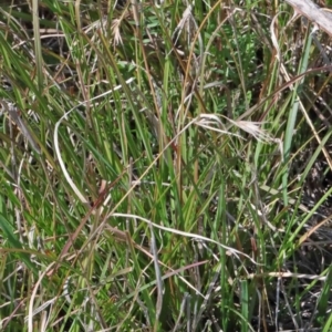 Themeda triandra at O'Connor, ACT - 3 Oct 2020 09:15 AM