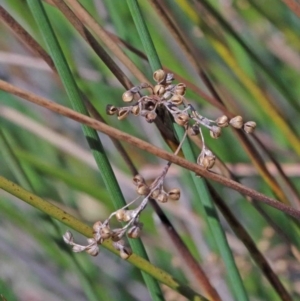 Juncus sp. at O'Connor, ACT - 3 Oct 2020 09:30 AM