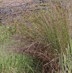 Juncus sp. at O'Connor, ACT - 3 Oct 2020