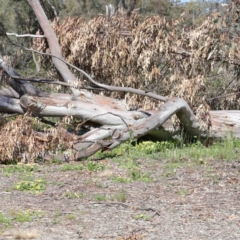 Eucalyptus rossii (Inland Scribbly Gum) at O'Connor, ACT - 3 Oct 2020 by ConBoekel