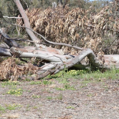 Eucalyptus rossii (Inland Scribbly Gum) at O'Connor, ACT - 3 Oct 2020 by ConBoekel