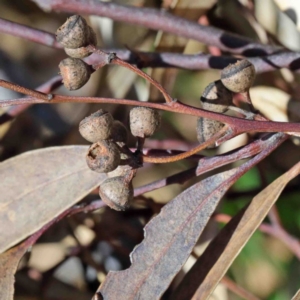 Eucalyptus rossii at O'Connor, ACT - 3 Oct 2020