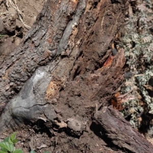 Eucalyptus rossii at O'Connor, ACT - 3 Oct 2020