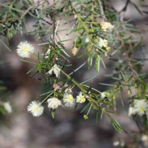 Acacia genistifolia at O'Connor, ACT - 3 Oct 2020 09:46 AM