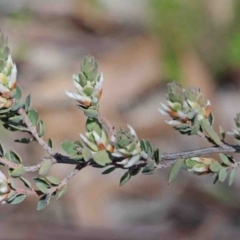 Brachyloma daphnoides (Daphne Heath) at O'Connor, ACT - 3 Oct 2020 by ConBoekel