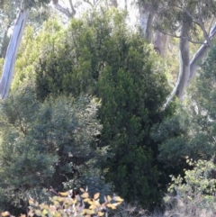 Exocarpos cupressiformis (Cherry Ballart) at O'Connor, ACT - 3 Oct 2020 by ConBoekel