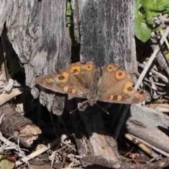 Junonia villida (Meadow Argus) at O'Connor, ACT - 2 Oct 2020 by ConBoekel