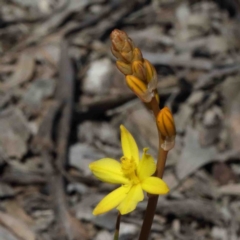 Bulbine bulbosa (Golden Lily, Bulbine Lily) at O'Connor, ACT - 3 Oct 2020 by ConBoekel