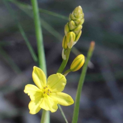 Bulbine bulbosa (Golden Lily) at O'Connor, ACT - 2 Oct 2020 by ConBoekel