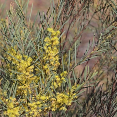 Acacia boormanii (Snowy River Wattle) at O'Connor, ACT - 3 Oct 2020 by ConBoekel