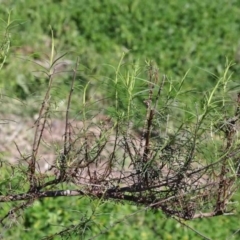 Cassinia quinquefaria (Rosemary Cassinia) at O'Connor, ACT - 2 Oct 2020 by ConBoekel