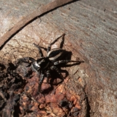 Jotus frosti (Frost's jumping spider) at Cotter River, ACT - 4 Oct 2020 by rawshorty