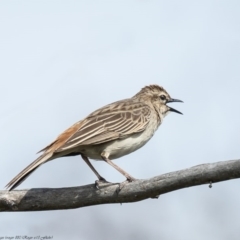 Cincloramphus mathewsi (Rufous Songlark) at Macgregor, ACT - 5 Oct 2020 by Roger