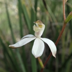 Caladenia moschata at Aranda, ACT - suppressed