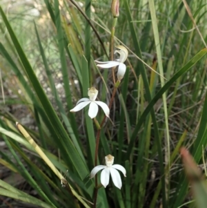 Caladenia moschata at Aranda, ACT - suppressed