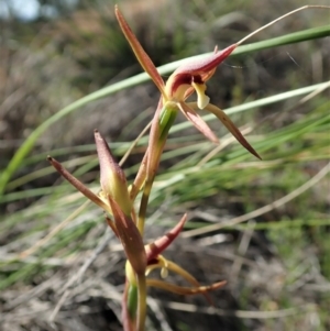 Lyperanthus suaveolens at Downer, ACT - 4 Oct 2020