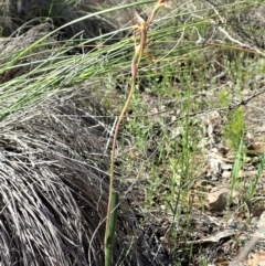 Lyperanthus suaveolens at Downer, ACT - 4 Oct 2020