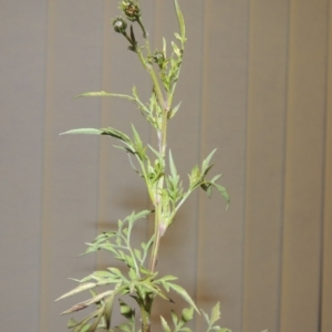 Bidens subalternans at Kambah, ACT - 4 Jun 2020