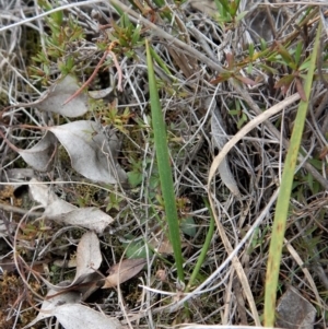 Lyperanthus suaveolens at Downer, ACT - 8 Sep 2016