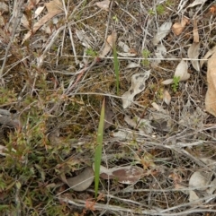 Lyperanthus suaveolens at Downer, ACT - 8 Sep 2016