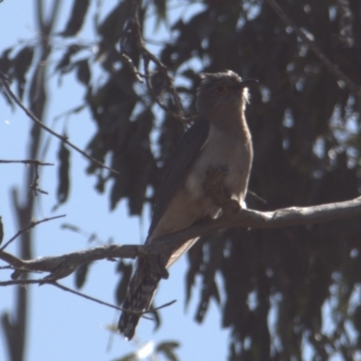 Cacomantis flabelliformis (Fan-tailed Cuckoo) at Tinderry, NSW - 4 Oct 2020 by markus